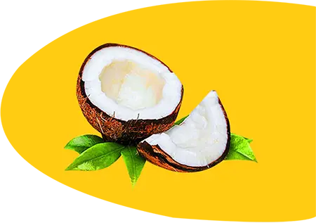 Fresh coconut halves with green leaves on yellow background - CoconutOils.com